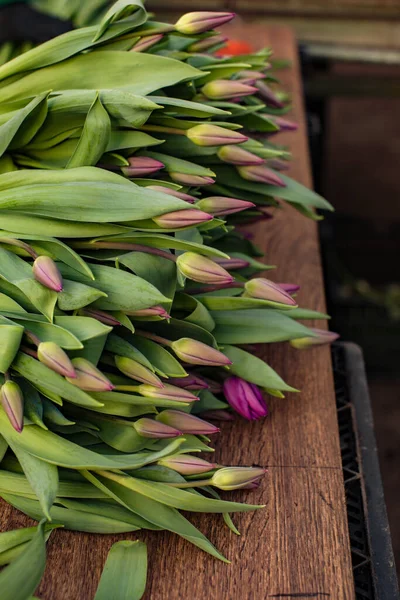 harvesting and storing of tulips plant at the greenhouse
