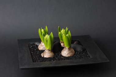 Modern arkaplanda güzel sümbül çiçeği süslemesi