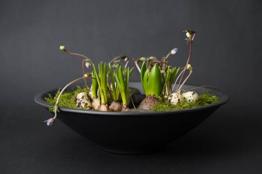 Güzel paskalya sofrası süslemesi. Gerçek büyüyen çiçekler ve paskalya yumurtaları.