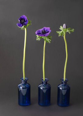 Koyu arkaplanda mor Anemone Çiçeği