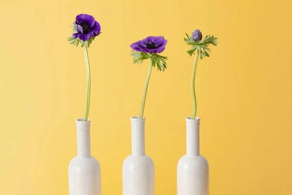 Fiori Anemone Vaso Bianco Sfondo Giallo — Foto Stock