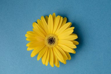 Mavi arkaplan üzerinde taze sarı gerbera çiçeği metin, davet, menü, tasarım için iyi