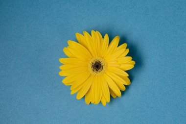 Mavi arkaplan üzerinde taze sarı gerbera çiçeği metin, davet, menü, tasarım için iyi