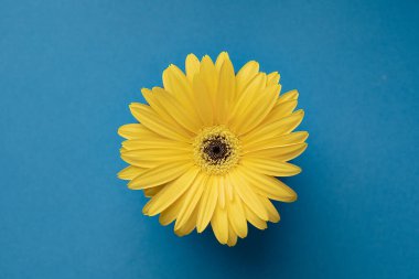 Mavi arkaplan üzerinde taze sarı gerbera çiçeği metin, davet, menü, tasarım için iyi