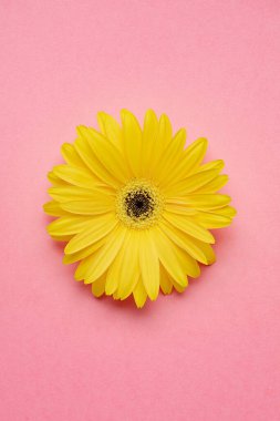 Pembe arkaplan üzerinde taze sarı gerbera çiçeği metin, davet, menü, tasarım için iyi