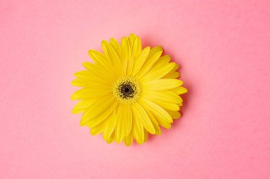 Pembe arkaplan üzerinde taze sarı gerbera çiçeği metin, davet, menü, tasarım için iyi