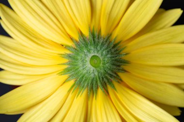 Siyah arkaplan üzerinde taze sarı gerbera çiçeği metin, davet, menü, tasarım için iyi