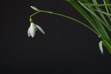 Galanthus nivalis. Siyah arkaplanda kar damlaları. İlkbahar sembolü.