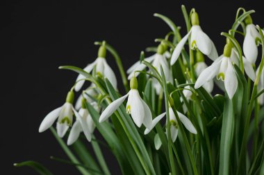 Galanthus nivalis. Siyah arkaplanda kar damlaları. İlkbahar sembolü.
