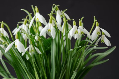 Galanthus nivalis. Siyah arkaplanda kar damlaları. İlkbahar sembolü.