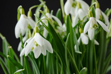 Galanthus nivalis. Siyah arkaplanda kar damlaları. İlkbahar sembolü.