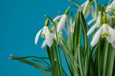 Galanthus nivalis. Mavi arka planda kar damlaları. İlkbahar sembolü.