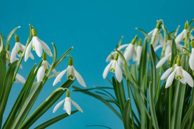 Galanthus nivalis. Mavi arka planda kar damlaları. İlkbahar sembolü.
