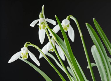 Galanthus nivalis. Siyah arkaplanda kar damlaları. İlkbahar sembolü.