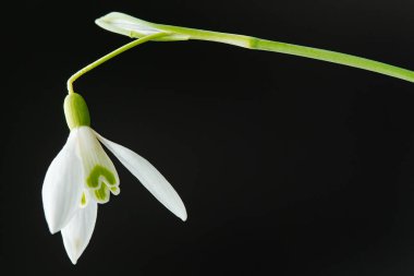 Galanthus nivalis. Siyah arkaplanda kar damlaları. İlkbahar sembolü.