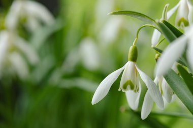Galanthus nivalis. Yeşil arka planda kar damlaları. İlkbahar sembolü.