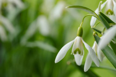 Galanthus nivalis. Yeşil arka planda kar damlaları. İlkbahar sembolü.
