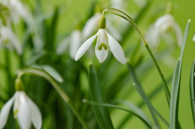 Galanthus nivalis. Yeşil arka planda kar damlaları. İlkbahar sembolü.