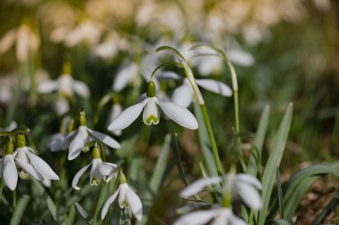 Galanthus nivalis. Doğal arka planda kar damlaları. İlkbahar sembolü. Güneş ışığı görünümü