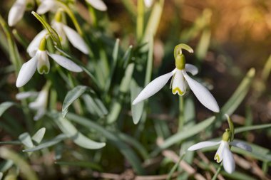 Galanthus nivalis. Doğal arka planda kar damlaları. İlkbahar sembolü. Güneş ışığı görünümü