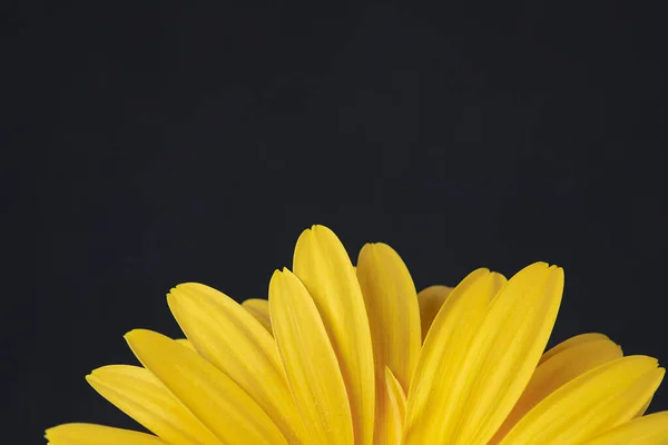 Fresh yellow gerbera flower on the black background place for the text, invitation, menu, good for design