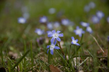 Ormanın doğal arka planındaki küçük mavi çiçeklerin yakın görüntüsü..