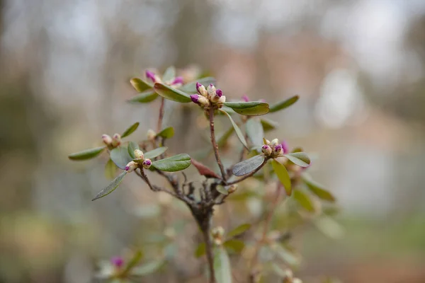 Pronto Para Florescer Galho Árvore Início Primavera Início Primavera Natureza — Fotografia de Stock