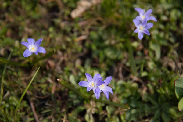 Vista Cerca Las Pequeñas Flores Azules Fondo Natural Bosque — Foto de Stock