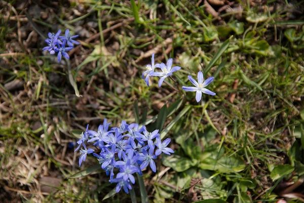 Vista Cerca Las Pequeñas Flores Azules Fondo Natural Bosque — Foto de Stock