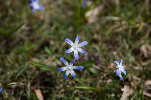 Nahaufnahme Der Kleinen Blauen Blumen Natürlichen Hintergrund Des Waldes — Stockfoto
