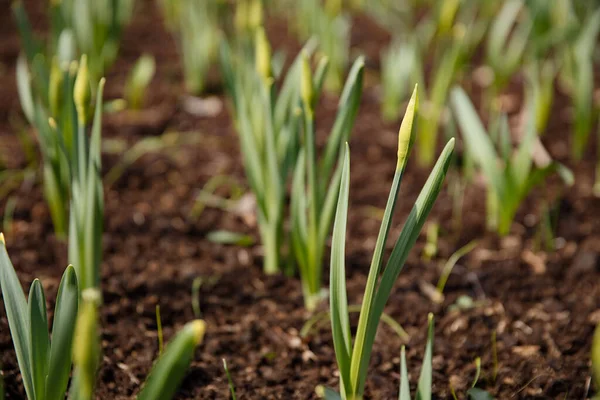 Blume Blühbereit Zeitigen Frühling Auf Dem Gartenboden — Stockfoto