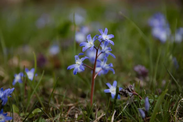 Vista Cerca Las Pequeñas Flores Azules Fondo Natural Bosque — Foto de Stock