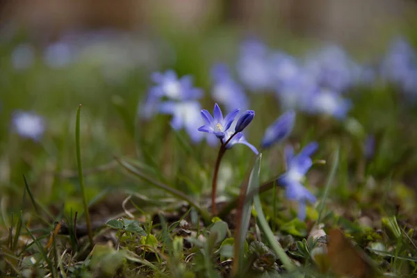 Closeup View Small Blue Flowers Natural Background Forest — Stock Photo, Image