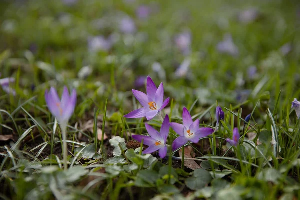 Fresh natural colors violet crocus flowers in the natural background. Spring illustrational photography
