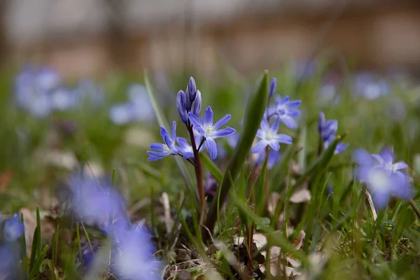 Vista Cerca Las Pequeñas Flores Azules Fondo Natural Bosque — Foto de Stock