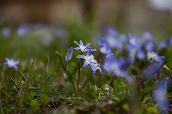 Ormanın Doğal Arka Planındaki Küçük Mavi Çiçeklerin Yakın Görüntüsü — Stok fotoğraf