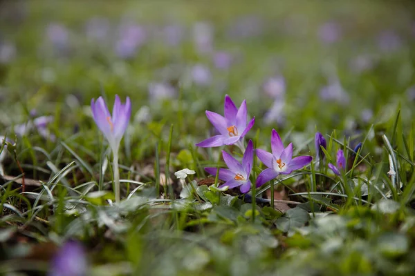 Colores Naturales Frescos Flores Cocodrilo Violeta Fondo Natural Primavera Fotografía — Foto de Stock