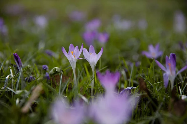 Fresh natural colors violet crocus flowers in the natural background. Spring illustrational photography