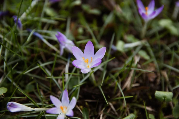 自然背景中新鲜的紫罗兰番红花 春季图解摄影 — 图库照片