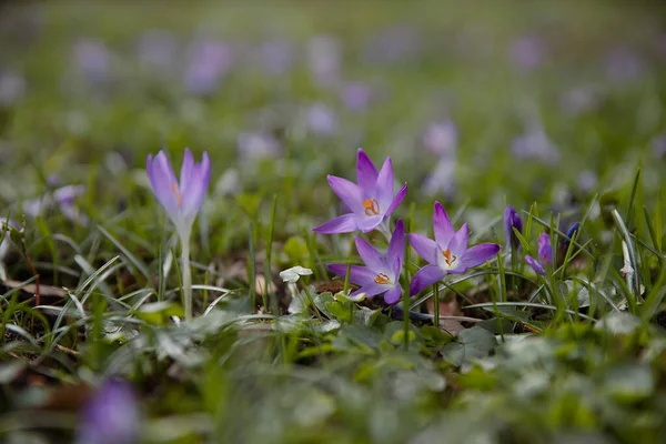 Colores Naturales Frescos Flores Cocodrilo Violeta Fondo Natural Primavera Fotografía — Foto de Stock