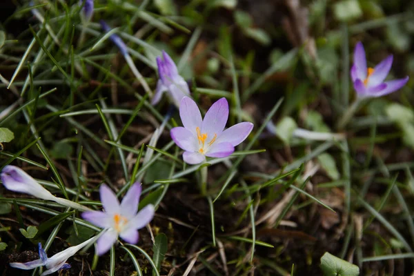 Doğal Arka Planda Taze Doğal Mor Örgü Çiçekleri Lkbahar Illüstrasyon — Stok fotoğraf