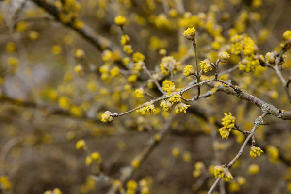 Bourgeons Jaunes Naturels Frais Sur Brunch Arbres Poussant Dans Parc — Photo