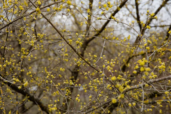 Botões Amarelos Naturais Frescos Brunch Árvore Que Cresce Parque Natural — Fotografia de Stock