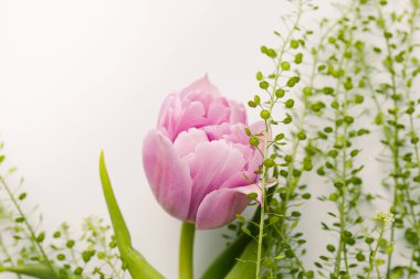 Beyaz arka planda yeşil bitki olan pembe, taze lale. Davetiye metni için bir yer, tebrikler.