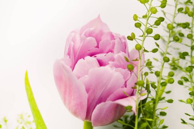 Beyaz arka planda yeşil bitki olan pembe, taze lale. Davetiye metni için bir yer, tebrikler.