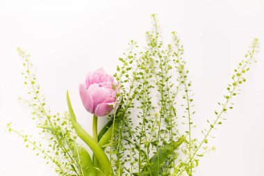 Beyaz arka planda yeşil bitki olan pembe, taze lale. Davetiye metni için bir yer, tebrikler.