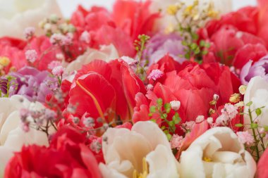 Düz arkaplanda tasarlanmış çok renkli lale çiçeklerinin tasarımı