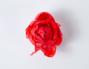 Beyaz arkaplanda mor lale başı izole edildi