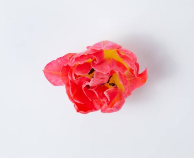 Beyaz arkaplanda mor lale başı izole edildi