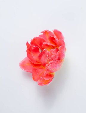 Beyaz arkaplanda mor lale başı izole edildi